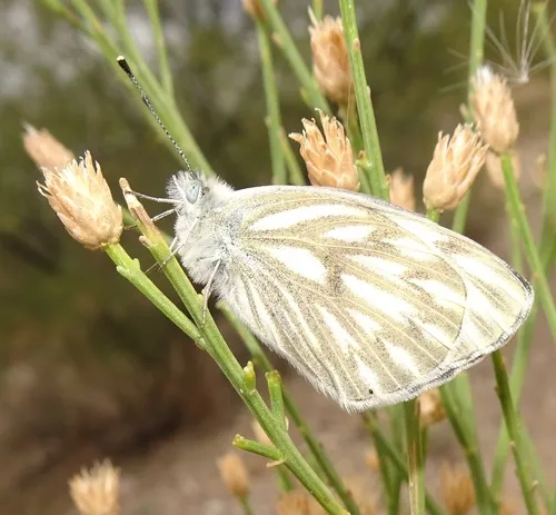 Checkered White - photo 5