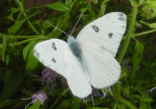 Checkered White - photo 6