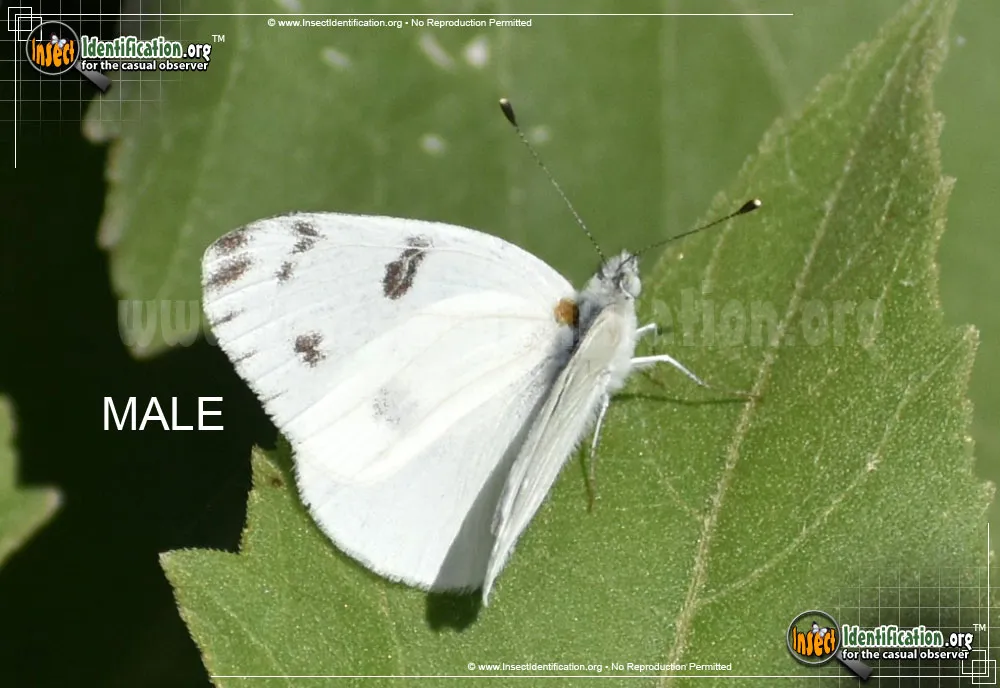 Checkered White - photo 8