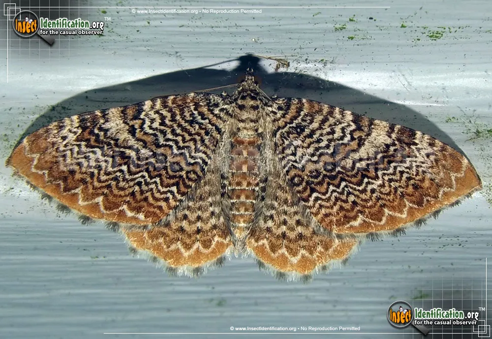 Cherry Scallop Shell Moth