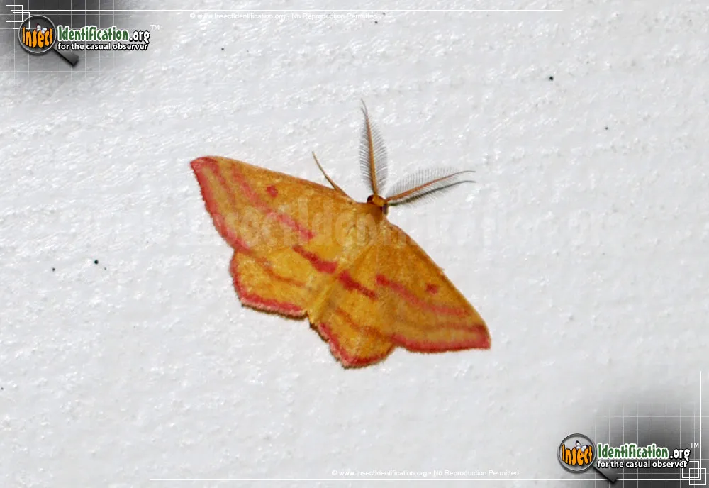 Chickweed Geometer - Haematopis grataria