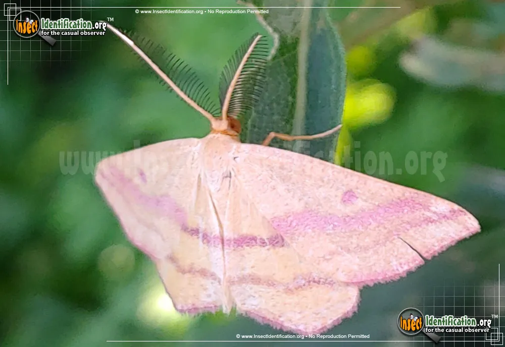 Chickweed Geometer - photo 3