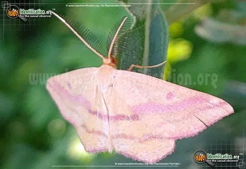 Chickweed Geometer - photo 4
