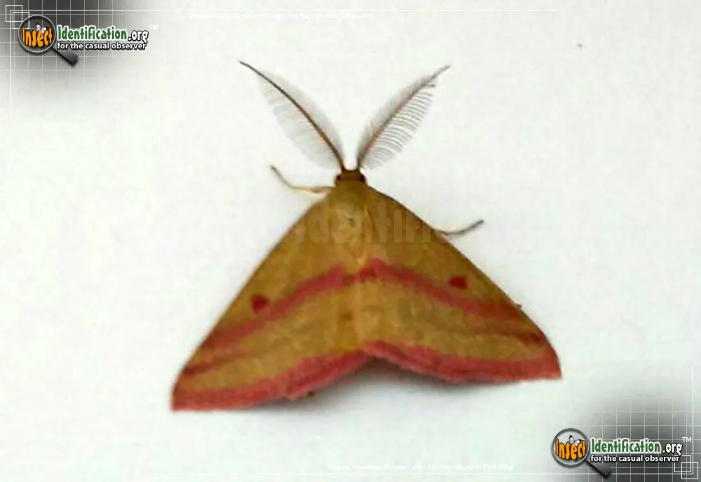 Chickweed Geometer - photo 5