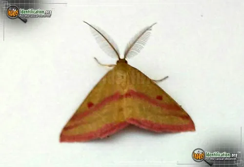 Chickweed Geometer - photo 6