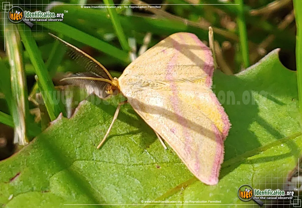 Chickweed Geometer - photo 7