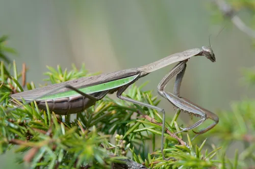Chinese Mantid