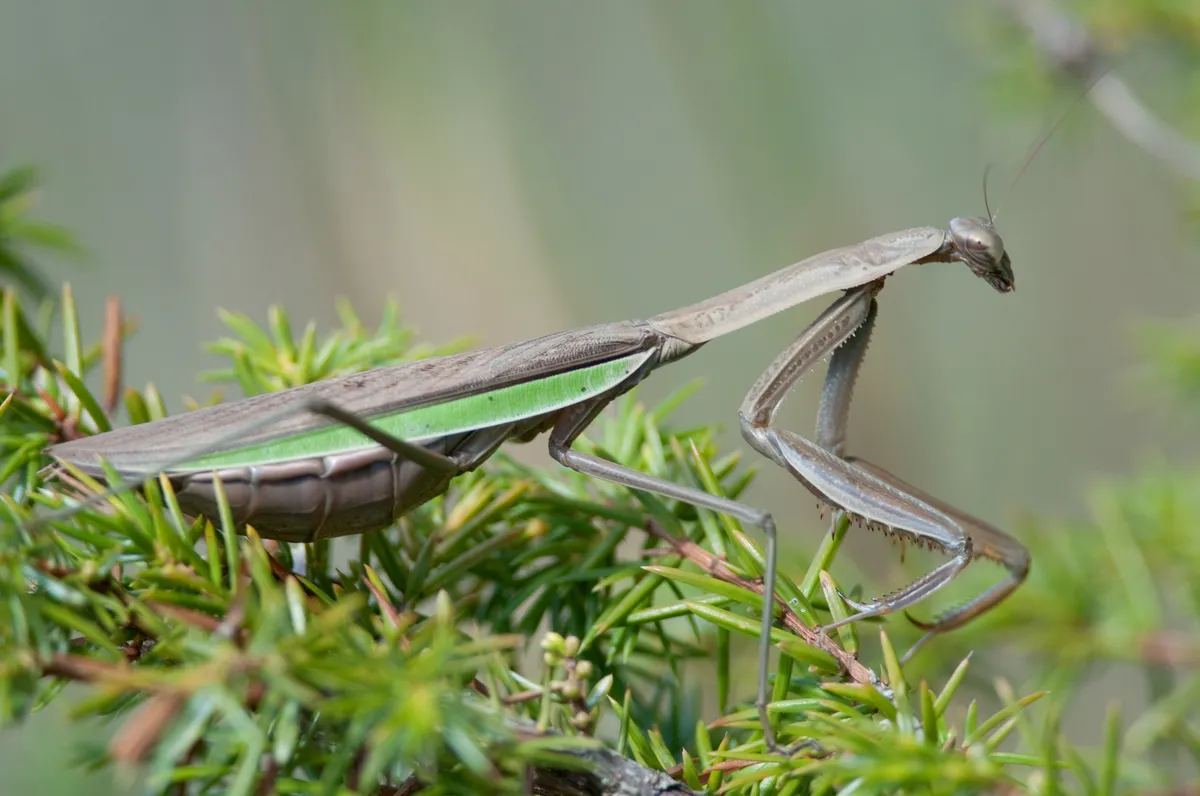 Chinese Mantid - photo 3
