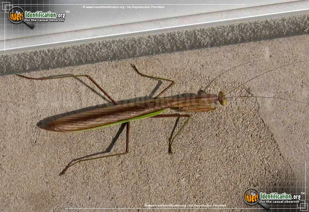 Chinese Mantid - photo 4