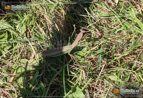 Chinese Mantid - photo 5