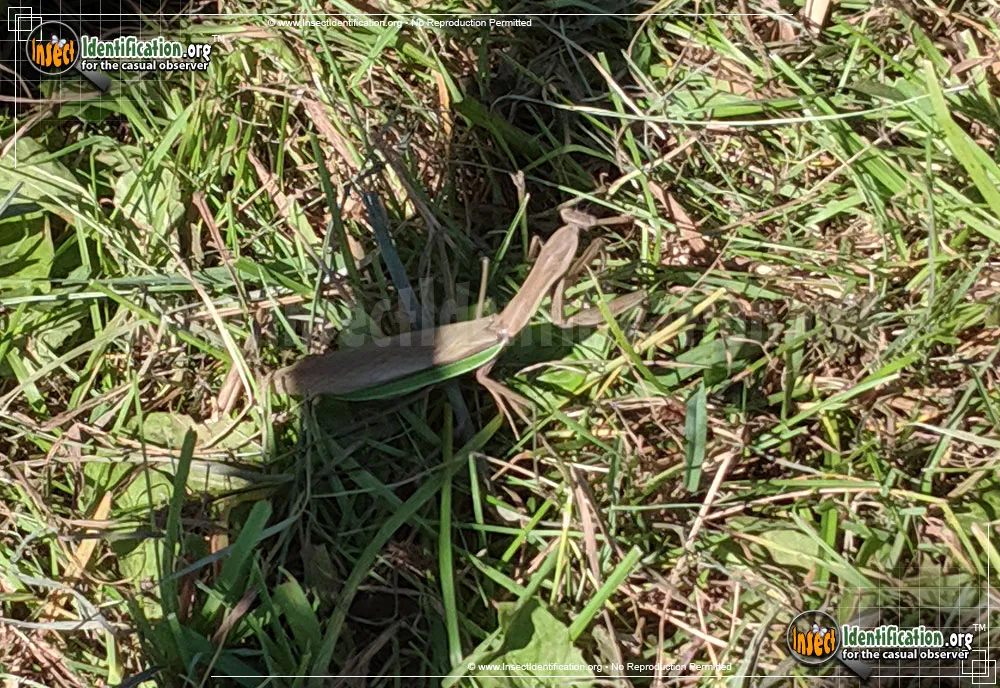 Chinese Mantid - photo 7
