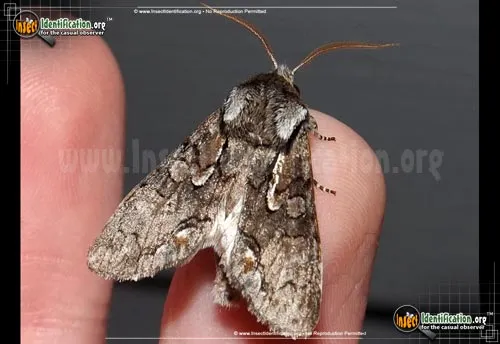 Chosen Sallow - photo 2