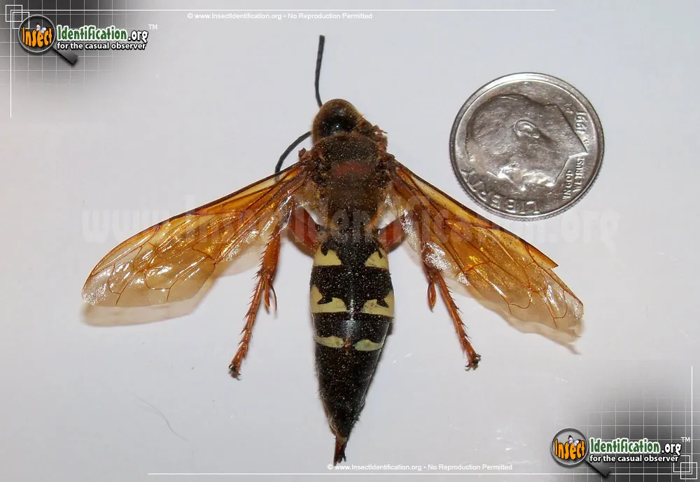Cicada Killer - photo 5
