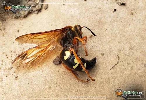 Cicada Killer - photo 6