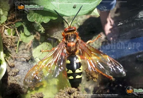 Cicada Killer - photo 7