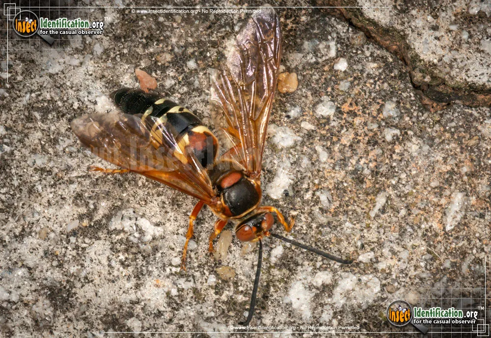 Cicada Killer - photo 8