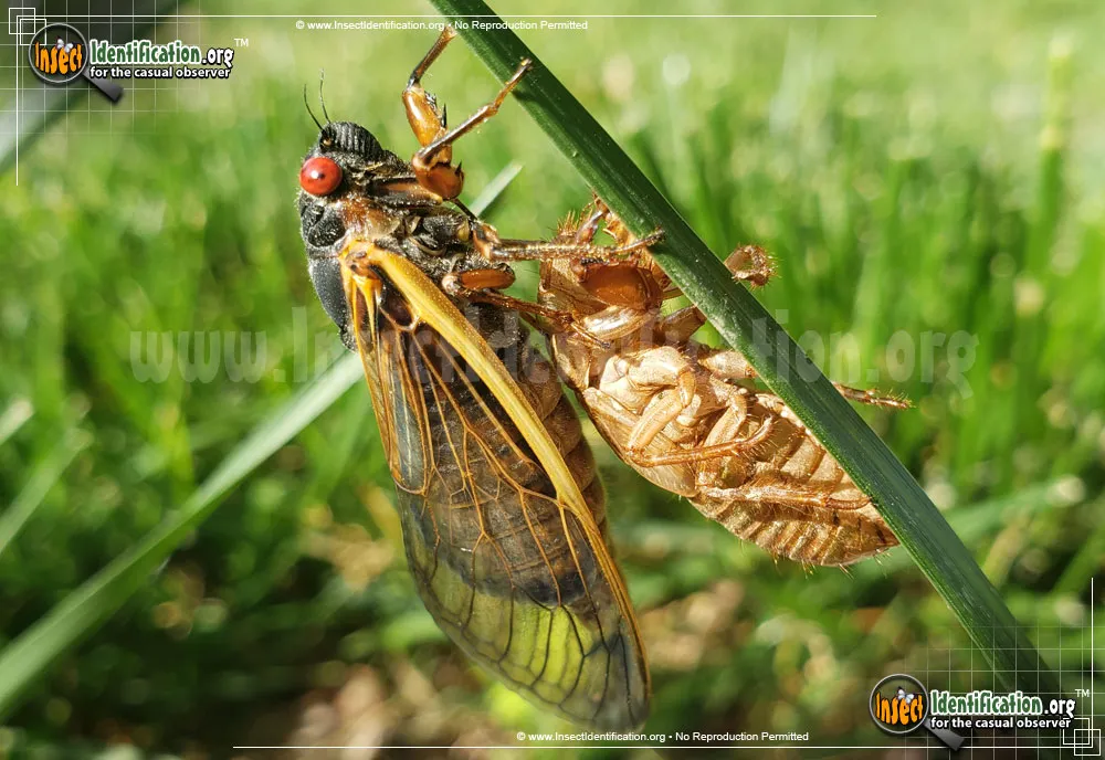 Cicada - Neotibicen spp.