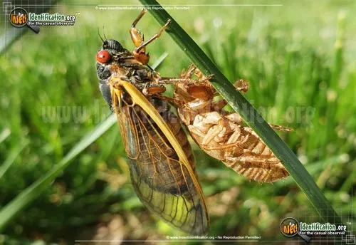 Cicada - photo 2