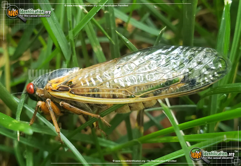 Cicada - photo 3