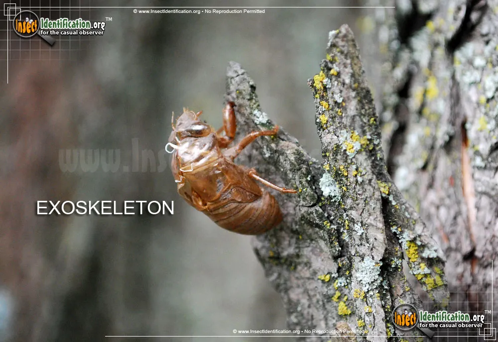 Cicada - photo 5