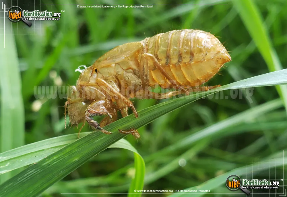 Cicada - photo 7