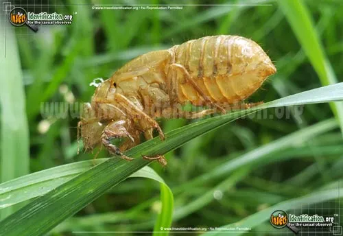 Cicada - photo 8