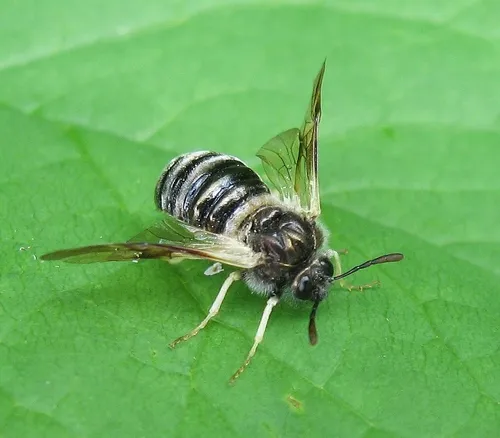 Cimbicid Sawfly