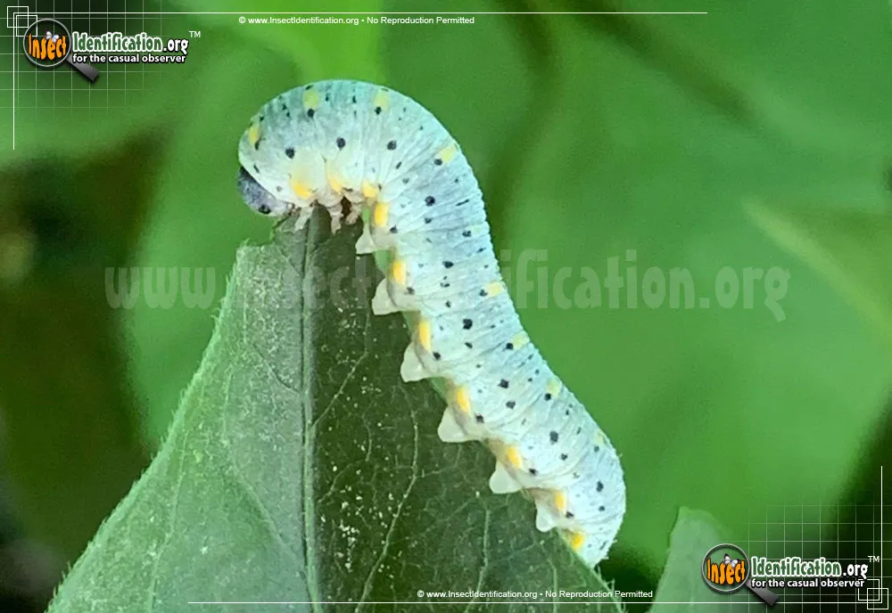 Cimbicid Sawfly - photo 5