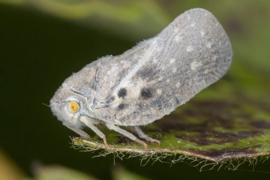 Citrus Flatid Planthopper - photo 2