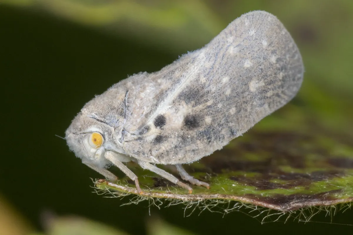Citrus Flatid Planthopper - photo 3