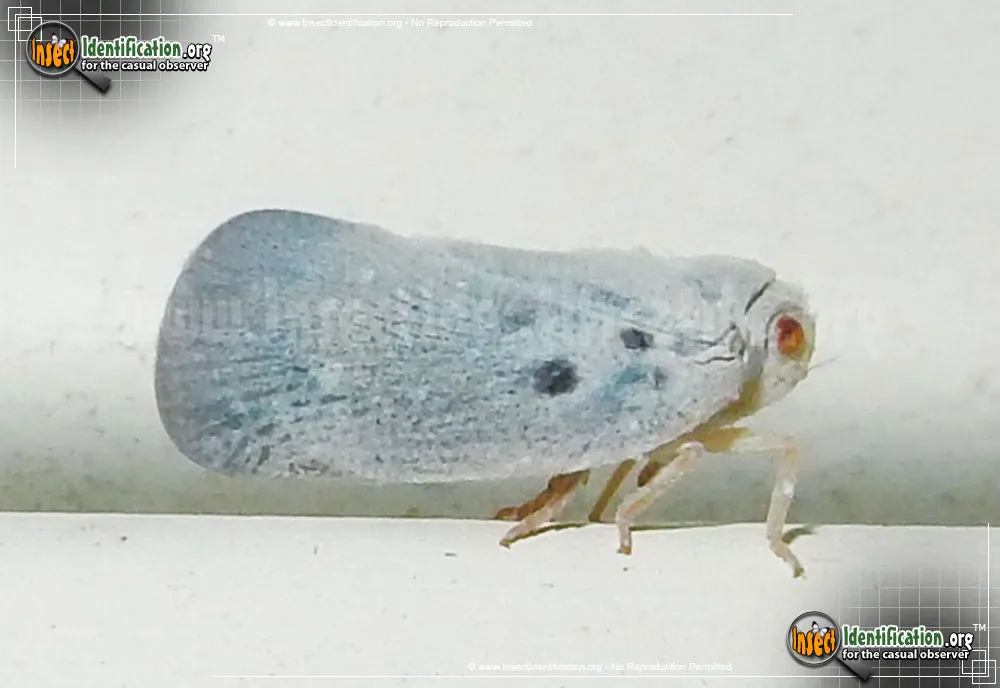 Citrus Flatid Planthopper - photo 4