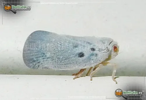 Citrus Flatid Planthopper - photo 5