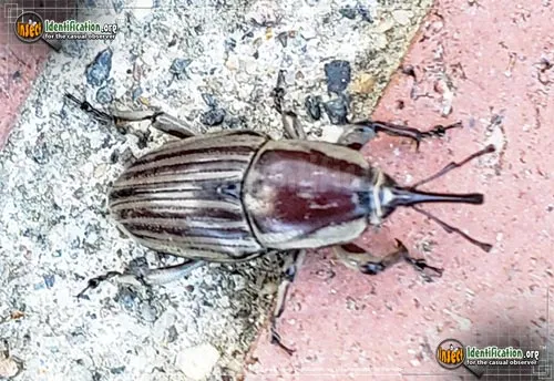 Clay-colored Billbug - photo 2
