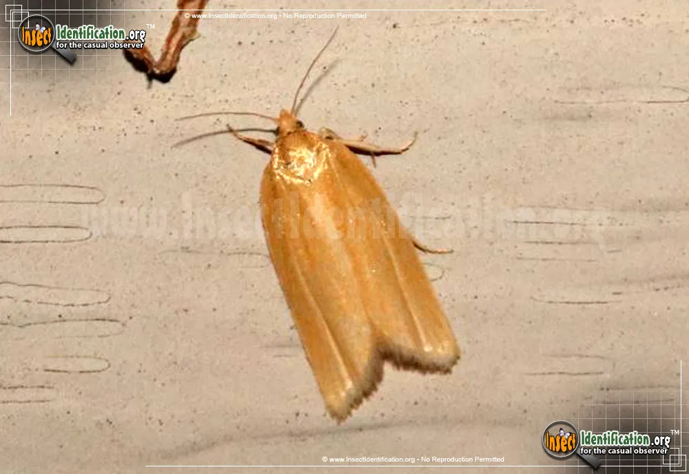 Clemen's Clepsis Moth