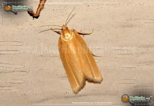 Clemen's Clepsis Moth - photo 2