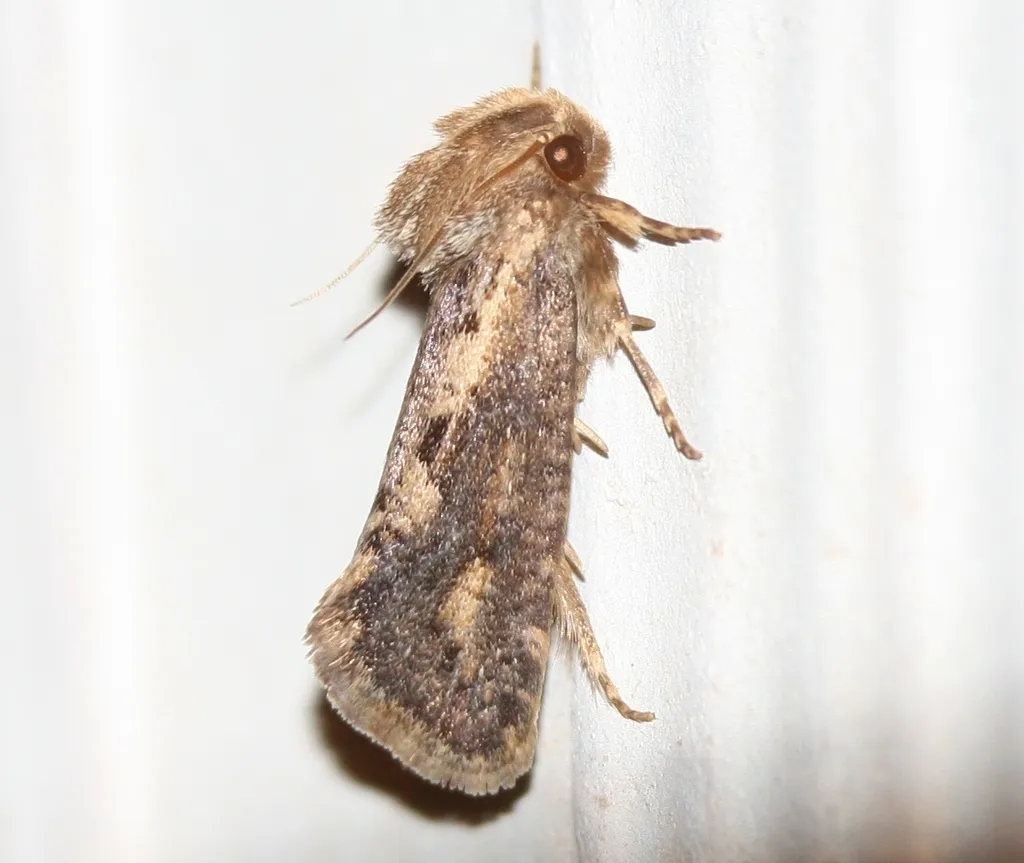 Clemen's Grass Tubeworm Moth - photo 2