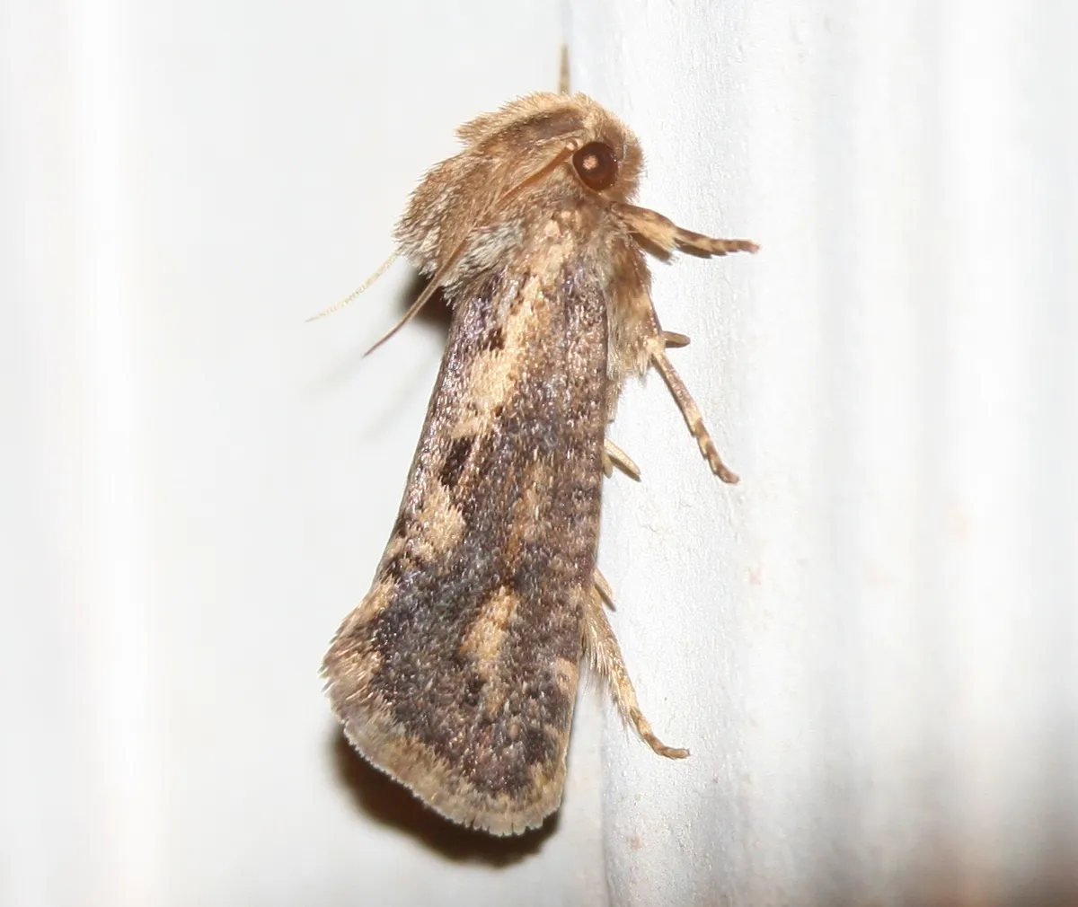 Clemen's Grass Tubeworm Moth - photo 3