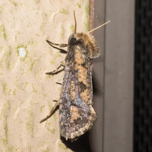 Clemen's Grass Tubeworm Moth - photo 4