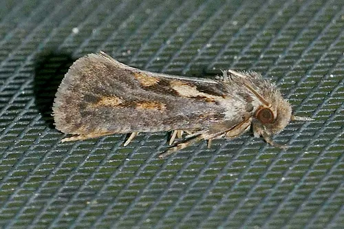 Clemen's Grass Tubeworm Moth - photo 5
