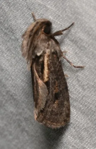 Clemen's Grass Tubeworm Moth - photo 6