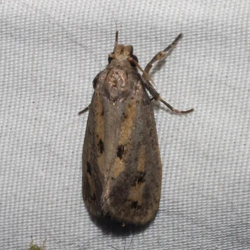 Clemen's Grass Tubeworm Moth - photo 7