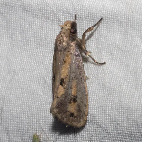 Clemen's Grass Tubeworm Moth - photo 8