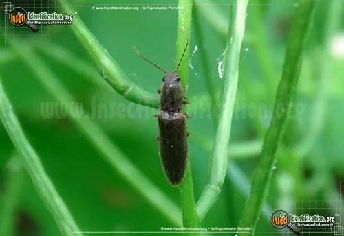 Click Beetle - photo 2