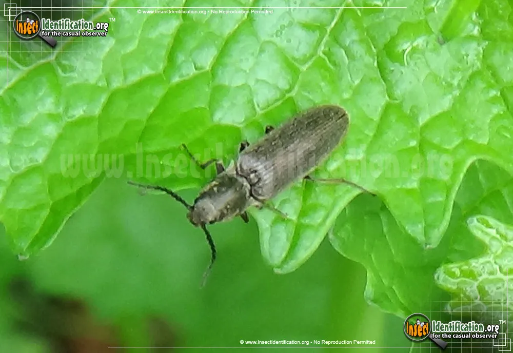 Click Beetle - photo 3