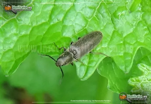 Click Beetle - photo 4