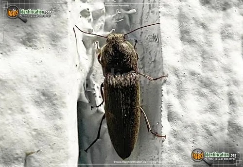 Click Beetle - photo 2