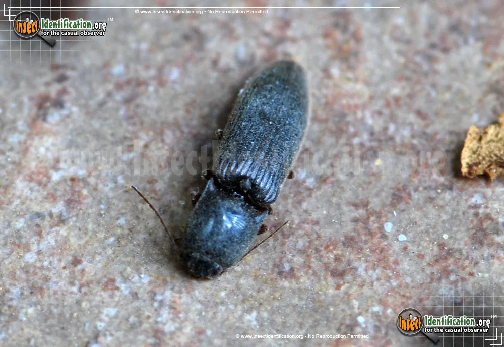 Click Beetle - photo 5