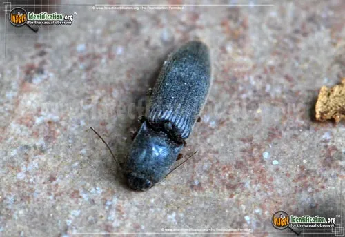 Click Beetle - photo 6