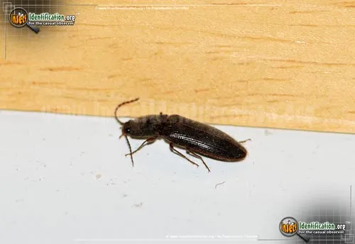 Click Beetle - photo 8