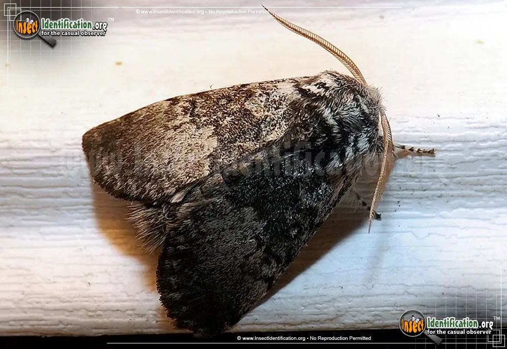 Close-banded Yellowhorn Moth